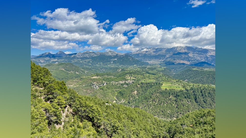 An aerial view of a forest with a mountain range in the distance.