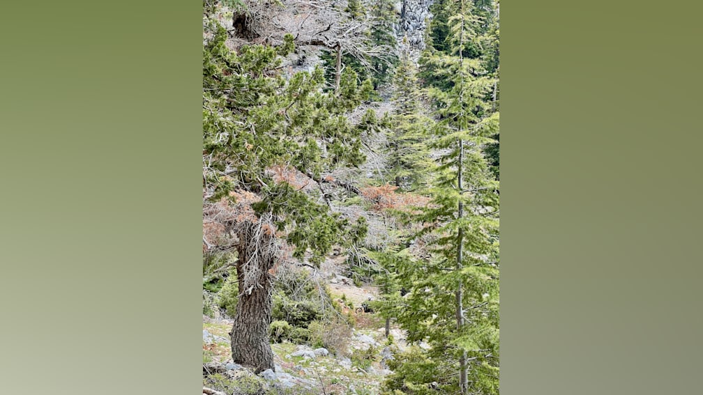 A forest with a lot of trees and a path going through it.