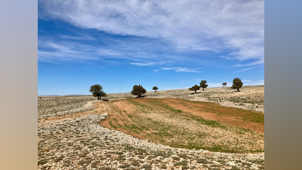 A large open field with trees in it and a blue sky in the background.