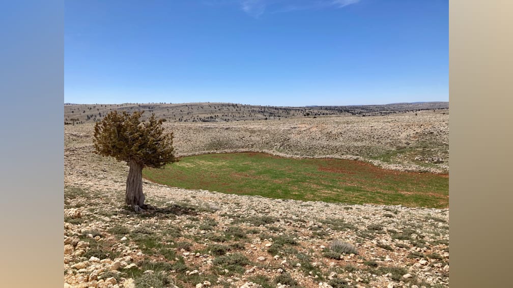 A tree is in the middle of a field with a pond in the background.