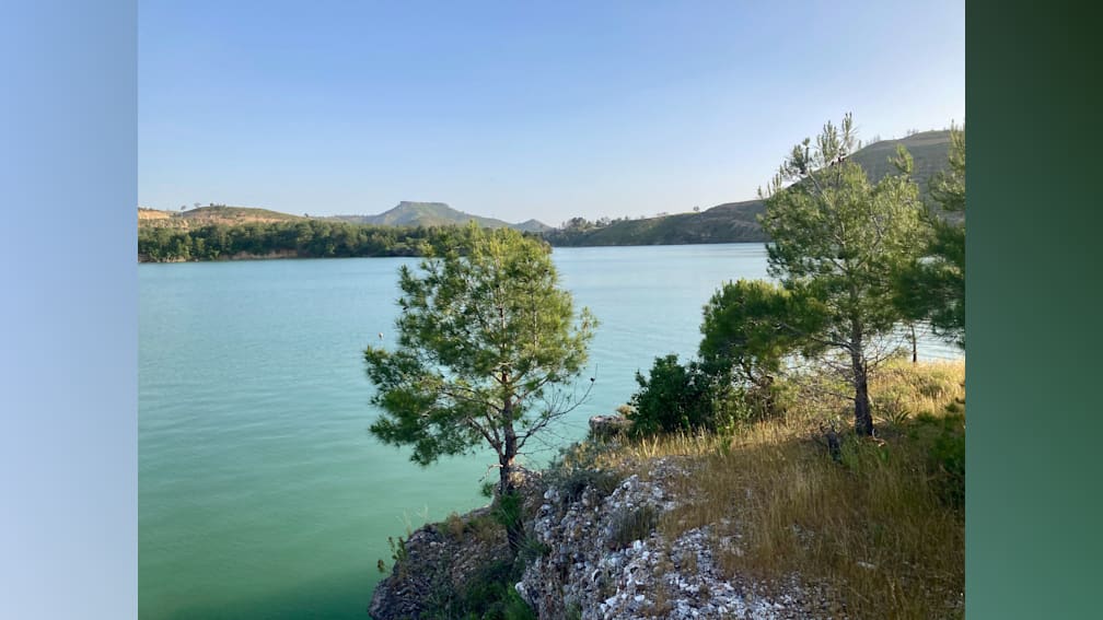 A tree is on the shore of a lake with a clear blue water surface.