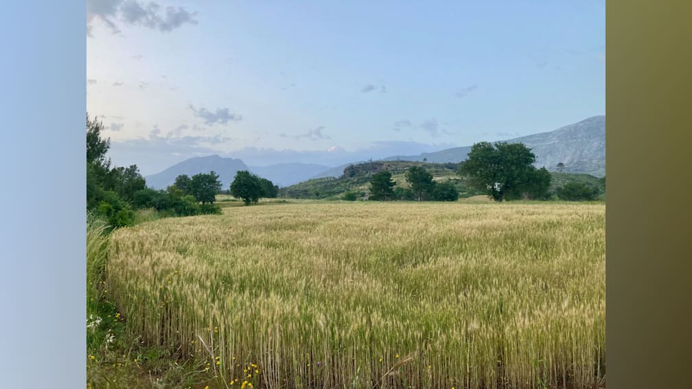 An open field of wheat with a tree in the corner.
