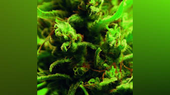 Time Zones by Full Bloom