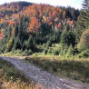 A gravel road winds through a forest of trees.