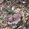 Two round mushrooms are on a leaf covered ground.