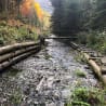 A log bridge over a stream of water with a person standing on the bridge.