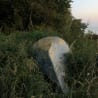An old boat is sitting in the weeds by the water.