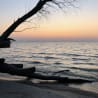A large branch is washed up on shore and in the water behind it.