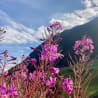 A field of purple flowers with a blue sky in the background.