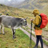 A person wearing a yellow coat and an orange skirt standing next to a cow.