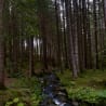 A stream flows through a forest of trees with the water looking very green.