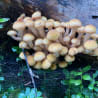 A bunch of mushrooms growing on a log next to plants.
