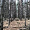 The trees are bare and the ground is brown.