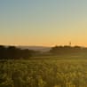 A field of grapes with a sun shining on it and a cell phone tower in the background.
