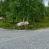 A car is waiting at a deer crossing the street.