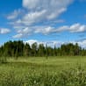 A field with trees in it and the sky is blue.