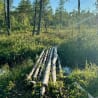 A log bridge over water in a forest with trees.