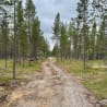 A dirt road cuts through a forest of pine trees.