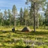 A tent is pitched in a field with trees and a dog.