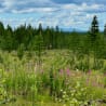 A field of wildflowers and trees with a blue sky in the background.