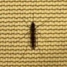 A brown and black bug is on a yellow cloth.