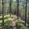 A path through the woods is shown with trees in the background.
