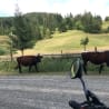 Two cows are walking in the grass next to a dirt road where a motorcycle is parked.