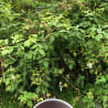 A cup of tea with a beautiful wild plant backdrop.