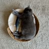 A grey cat sleeping on a basket with a fish toy on top of it.