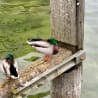 Two ducks standing on a wooden post in a body of water.