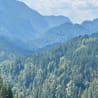 A forest with a lot of trees on the side of a mountain.