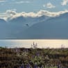 A field of purple flowers next to a body of water with a bird flying over it.