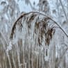 A single snow covered branch in a field of mostly dry grass.