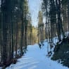 A path through the snow leads to the top of a hill where the trees are thin.