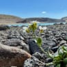 A single flower grows on a rocky area with a body of water in the background.