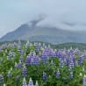 A field of flowers and a mountain in the distance.