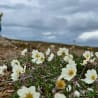 A field of flowers that are white and have the clouds in the background.