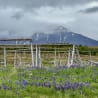 A field of flowers with a wood fence in the background on a cloudy day.
