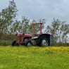 An old tractor is sitting in a field of flowers.