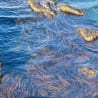 A body of water with floating seaweed on the surface.