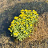 a small plant growing in water with yellow flowers.