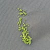 A small plant growing out of the sand with green leaves and a brown root.