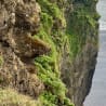 A cliff side with moss growing on it and birds flying around.