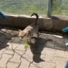 A cat standing on a brick walkway with grass in its mouth.