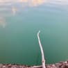 A long branch is sticking out of the calm water.