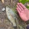 A dead fish laying on the ground next to a hand.