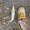 A fish is flopping around on the ground next to a person's foot with a shoe on.