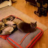 A cat laying on an open suitcase on a carpeted floor.