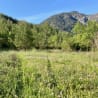 A field of flowers is in the foreground and a mountain is in the background.