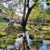 A tree branch hangs over a pond and is reflected in the water.